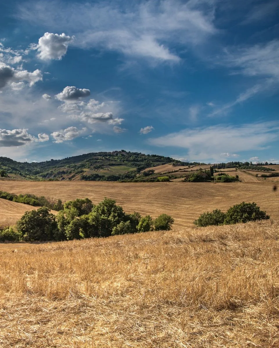 Champ de céréales à la moisson